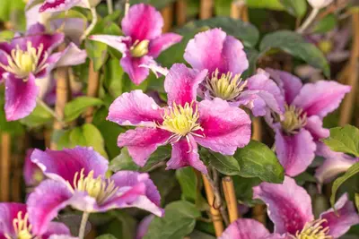 Clematis 'Piilu' (Bosrank) klimplant - afbeelding 12