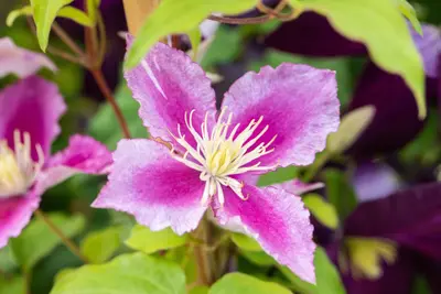 Clematis 'Piilu' (Bosrank) klimplant - afbeelding 13