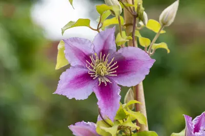 Clematis 'Piilu' (Bosrank) klimplant - afbeelding 15