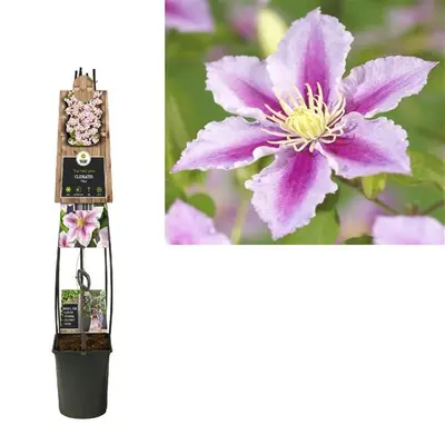 Clematis 'Piilu' (Bosrank) klimplant - afbeelding 2