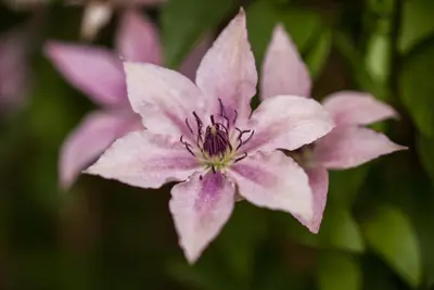 Clematis 'Pink Fantasy' (Bosrank 'Pink Fantasy') - afbeelding 1