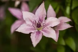 Clematis 'Pink Fantasy' (Bosrank 'Pink Fantasy') - afbeelding 1