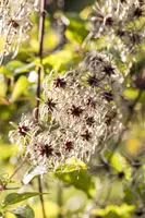 Clematis tangutica tangutica (Bosrank) klimplant - afbeelding 5