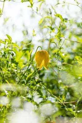 Clematis tangutica tangutica (Bosrank) klimplant - afbeelding 7