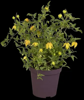 Clematis tangutica tangutica (Bosrank) klimplant - afbeelding 8