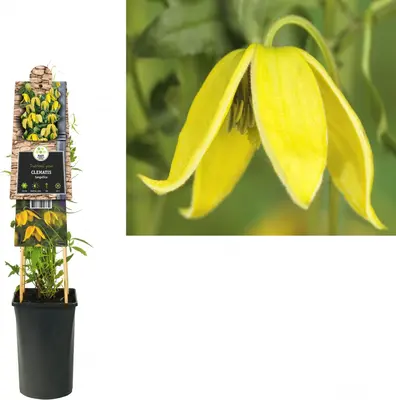 Clematis tangutica tangutica (Bosrank) klimplant - afbeelding 1