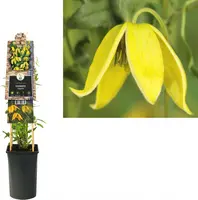 Clematis tangutica tangutica (Bosrank) klimplant - afbeelding 1