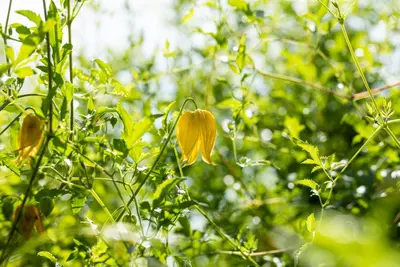 Clematis tangutica tangutica (Bosrank) klimplant - afbeelding 6