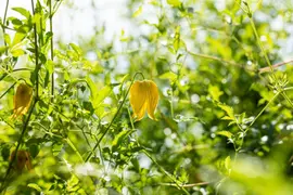 Clematis tangutica tangutica (Bosrank) klimplant - afbeelding 6