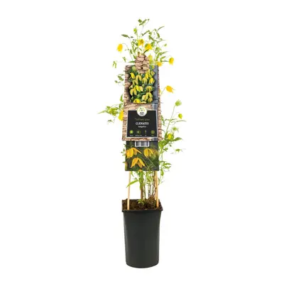 Clematis tangutica tangutica (Bosrank) klimplant - afbeelding 2