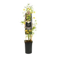 Clematis tangutica tangutica (Bosrank) klimplant - afbeelding 2