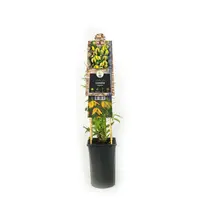 Clematis tangutica tangutica (Bosrank) klimplant - afbeelding 3