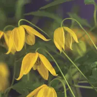 Clematis tangutica tangutica (Bosrank) klimplant - afbeelding 4