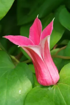 Clematis texensis 'Princess Diana' (Bosrank) klimplant 75cm - afbeelding 5