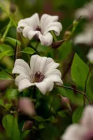 Clematis texensis Princess Kate PBR (Bosrank) klimplant - afbeelding 4