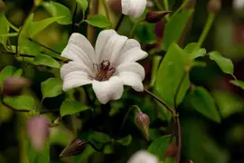 Clematis texensis Princess Kate PBR (Bosrank) klimplant - afbeelding 5