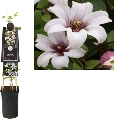 Clematis texensis Princess Kate PBR (Bosrank) klimplant 75cm - afbeelding 1