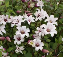 Clematis texensis Princess Kate PBR (Bosrank) klimplant 75cm - afbeelding 3