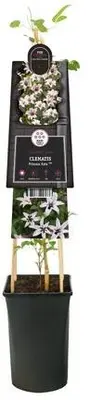 Clematis texensis Princess Kate PBR (Bosrank) klimplant - afbeelding 2