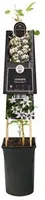 Clematis texensis Princess Kate PBR (Bosrank) klimplant - afbeelding 2