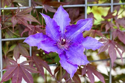 Clematis 'The President' (Bosrank) klimplant 115cm - afbeelding 7
