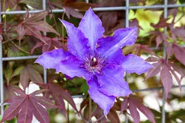 Clematis 'The President' (Bosrank) klimplant 115cm - afbeelding 7
