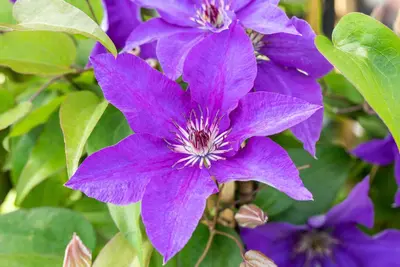 Clematis 'The President' (Bosrank) klimplant 115cm - afbeelding 8