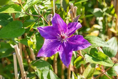 Clematis 'The President' (Bosrank) klimplant 115cm - afbeelding 10