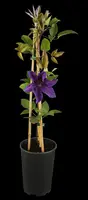 Clematis 'The President' (Bosrank) klimplant 115cm - afbeelding 4