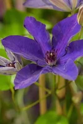 Clematis 'The President' (Bosrank) klimplant 115cm - afbeelding 6