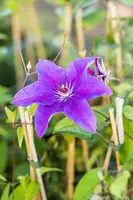 Clematis 'The President' (Bosrank) klimplant 115cm - afbeelding 9