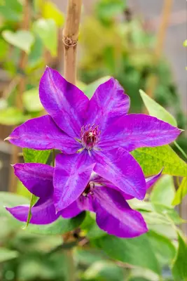 Clematis 'The President' (Bosrank) klimplant 115cm - afbeelding 17