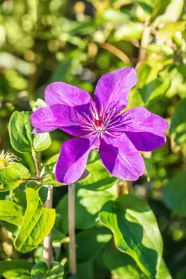 Clematis 'The President' (Bosrank) klimplant - afbeelding 11