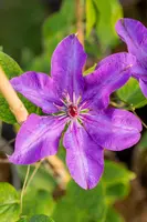 Clematis 'The President' (Bosrank) klimplant - afbeelding 18
