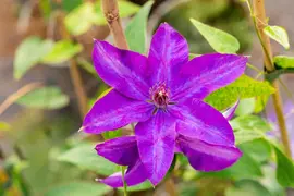 Clematis 'The President' (Bosrank) klimplant - afbeelding 16