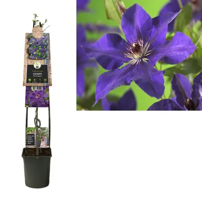 Clematis 'The President' (Bosrank) klimplant - afbeelding 1