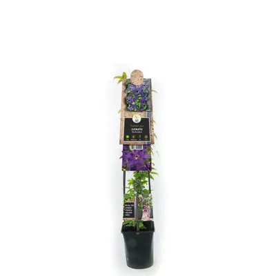 Clematis 'The President' (Bosrank) klimplant - afbeelding 2