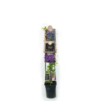 Clematis 'The President' (Bosrank) klimplant - afbeelding 2