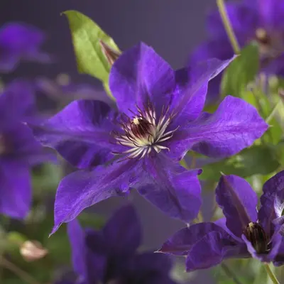 Clematis 'The President' (Bosrank) klimplant - afbeelding 3