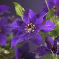 Clematis 'The President' (Bosrank) klimplant - afbeelding 3