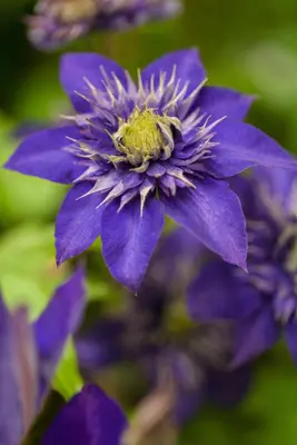 Clematis 'The President'® (Bosrank 'The President') - afbeelding 2
