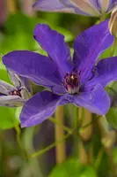 Clematis 'The President'® (Bosrank 'The President') - afbeelding 3