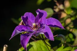 Clematis 'The President'® (Bosrank 'The President') - afbeelding 9