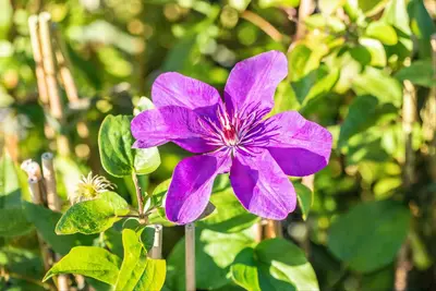 Clematis 'The President'® (Bosrank 'The President') - afbeelding 10