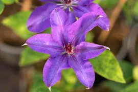 Clematis 'The President'® (Bosrank 'The President') - afbeelding 12