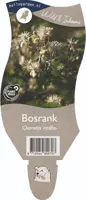 Clematis vitalba (Bosrank) - afbeelding 1