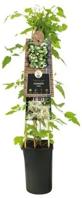 Clematis vitalba vitalba (Bosrank) klimplant - afbeelding 2