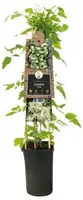Clematis vitalba vitalba (Bosrank) klimplant - afbeelding 2