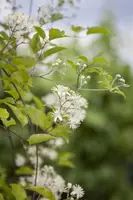 Clematis vitalba vitalba (Bosrank) klimplant - afbeelding 6