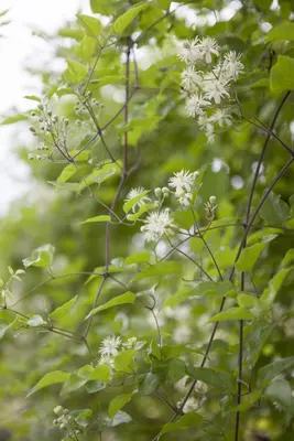 Clematis vitalba vitalba (Bosrank) klimplant - afbeelding 7